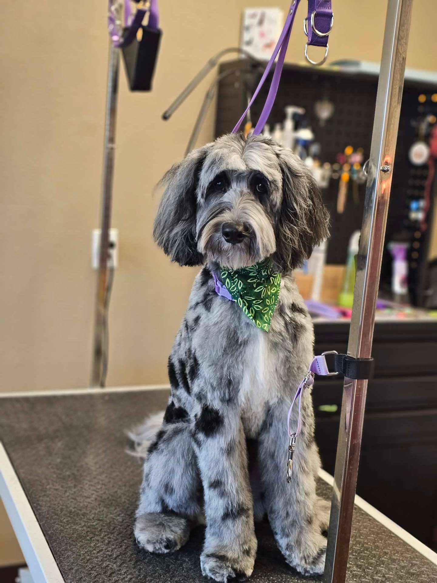 Labradoodle looking proud after grooming