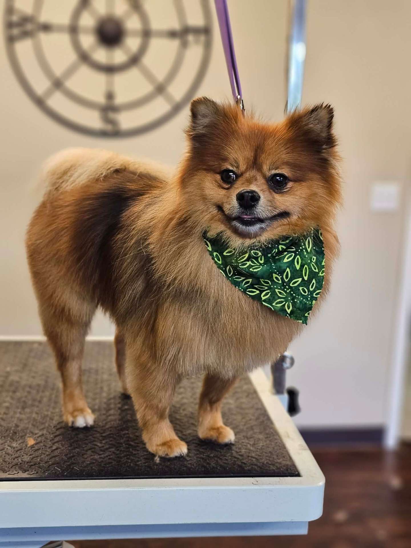 Smiling Pomeranian with green bandana after grooming
